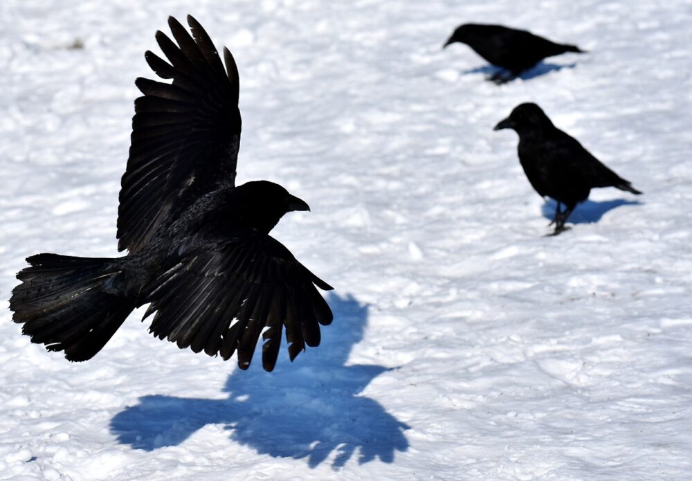 까마귀 꿈 1 common raven g64a8add35 1280 까마귀 한 마리가 앉아있어서 무서워서 집 문을 열고 내보내려 했는데 집 문을 여니 복도 창문에 다른 까마귀가 날개가 끼어있어서 창문을 열어주니 끼인 까마귀는 날라가고 저희 집에 있던 까마귀는 제 등을 팍 차고 날아갔습니다 저는 팍 맞자마자 잠에서 깼어요 A. 현재는 무위도식하며 인생을 즐기고 있으나 조만간 금전, 재물 문제로 곤경을 겪을 것이며