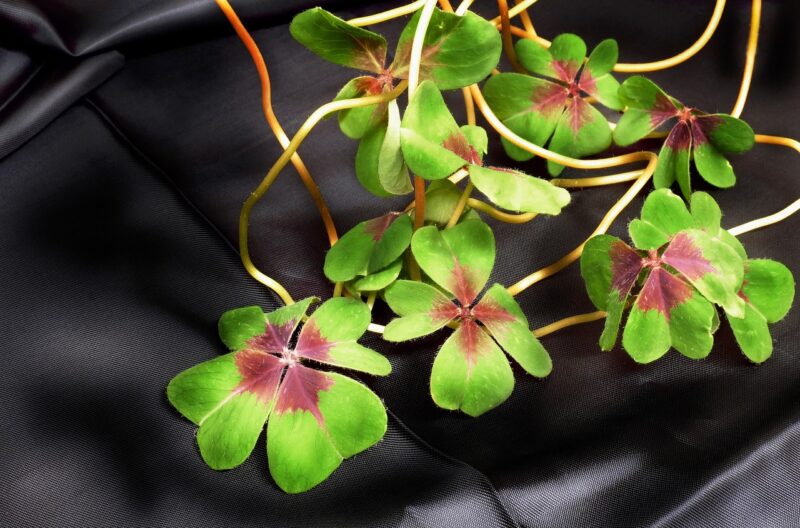 klee 1238358 1280 어쨌든 노력을 계속 하시오. 그렇게 하는 가운데 언젠가는 반드시 자신과 용기가 솟아나게 될 것입니다. -다란벨-