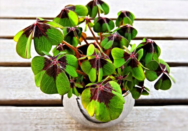 2026년 3월 2일 (월) 을해 (음력 1월 14일), 재미로 보는 오늘의 운세. 1 lucky clover 3910868 1280 너무 고르는 자가 가장 나쁜 것을 갖는다. -영국속담-