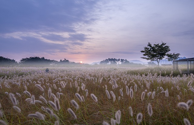 reed 6682868 640 가을은 자연이 주는 아름다운 선물입니다. 선선한 바람과 황금빛으로 물든 나뭇잎들, 청명한 하늘과 서서히 짧아지는 해가 어우러져 사람들의 마음을 사로잡는 계절이죠. 사람들은 가을이 오면 저마다의 감정과 추억을 떠올리며 깊은 사색에 잠기기도 합니다. 오늘은 이러한 가을을 주제로 명언, 인사말, 추천 작품, 국내 여행지 등 가을의 다양한 매력을 담아 소개하고자 합니다.